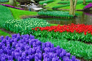 Flowers at the Keukenhof, Lisse, Netherlands