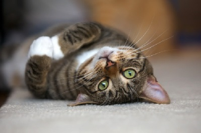 Pic of Tabby