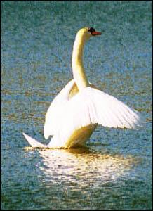 I'm using this swan image for one of my stories.
