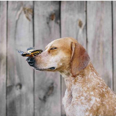 A butterfly trusts a dog