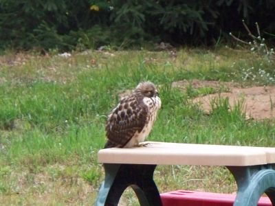 Bird in my backyard.  Welcome!