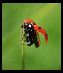 ladybug in flight
