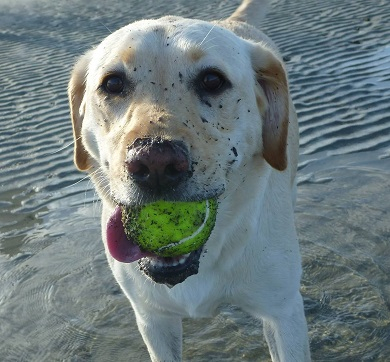 Our sweet Daisy enjoying the beach.