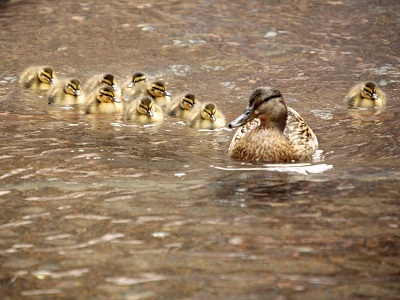 Mama and her brood.