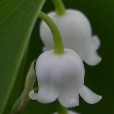 Hello from Lily of the Valley.