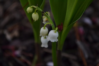 Lily of the Valleys II