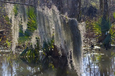 This is the swamp we toured when we visited New Orleans, Louisana