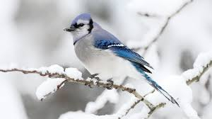 blue jay in the winter