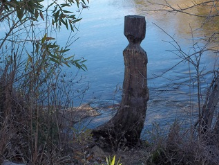 beavers create their own art