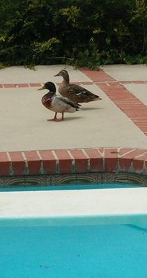 ducks by the pool