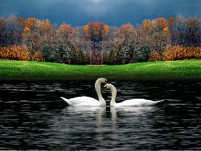Swans for Everyday c-Notes
