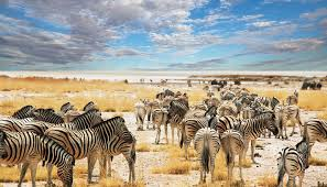 Africa zebras