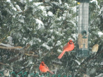 A Cardinal In Snow