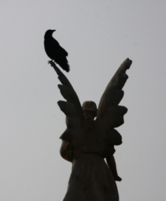 Crow on statue of St. Michael