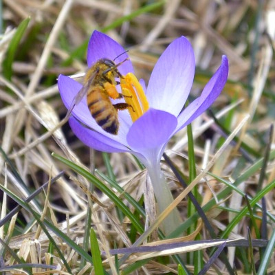 Honey bee welcomes spring.