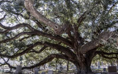 Oak Tree in Cemetery