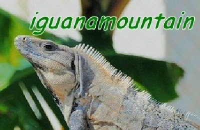 Closer picture of Iguana Portrait