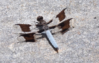 beautiful dragonfly