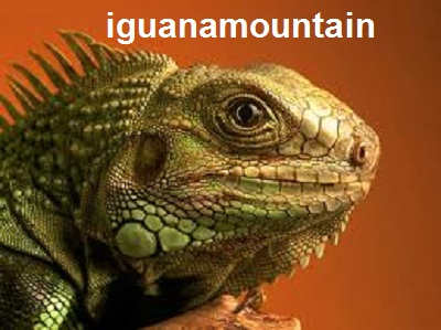 Iguana close up