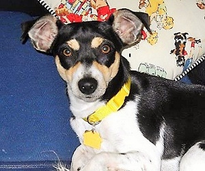 Black & White Rat Terrier