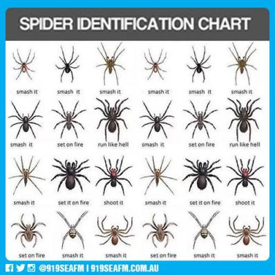 what to do with spiders