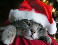 my lovely gray Christmas cat