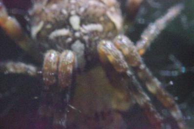 Close up view of spider