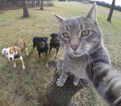 Cat Selfie with a couple Rotties and Pitt Pal