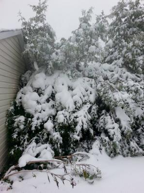 Snow is heavy on the branches