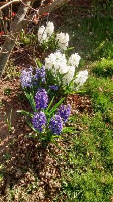 FlowersFlowers