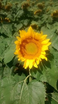more flowers