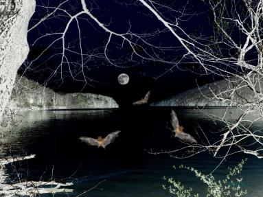 Vampire bats and the moon out at the lake