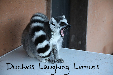 another signature of Duchess Laughing Lemurs