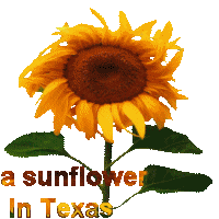 An animated sunflower for a sig.