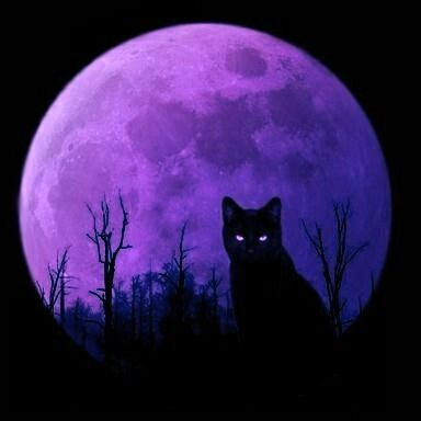 Purple Halloween ~ Black Cat.