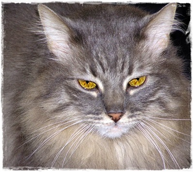 A cat I picked out from Brook's images. I'm using him in my book, "Stacy's Visions."