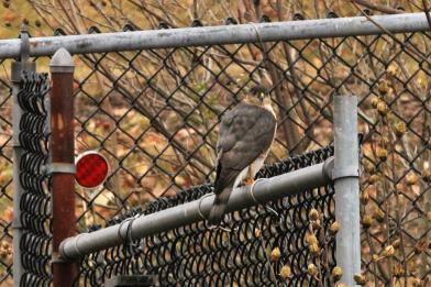 Hawk that visited my backyard