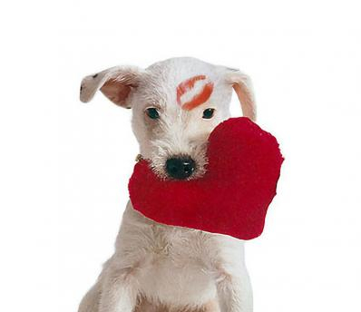 Valentine Puppy