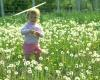 child and dandelion