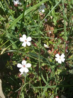 Flowers in the yard