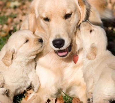 A great little Mommy and her puppies