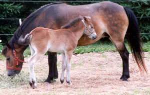 Exmoor Pony