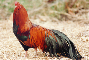 Cubalaya Chicken