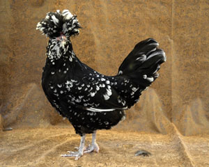 Houdan Chicken