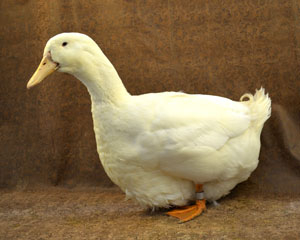 Aylesbury Duck