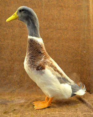 Saxony Duck