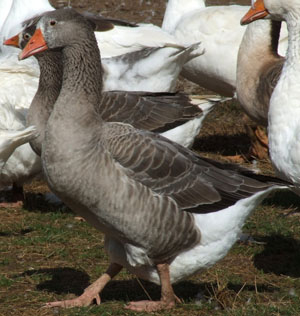 Pilgrim Goose