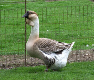 African Goose