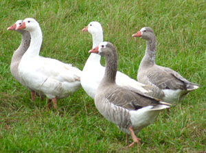 Cotton Patch Goose