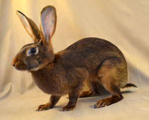 Belgian Hare